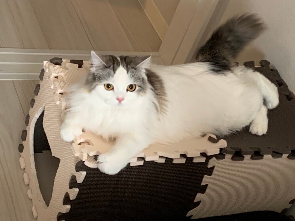 屋根の上に乗るティアラちゃん