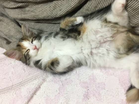 お腹を見せて喉をゴロゴロ鳴らすノルウェージャンフォレストキャットの子猫