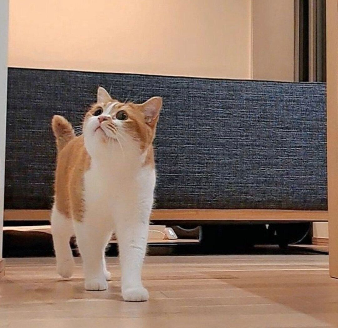 飼い主さんの出待ちをするもなかくん