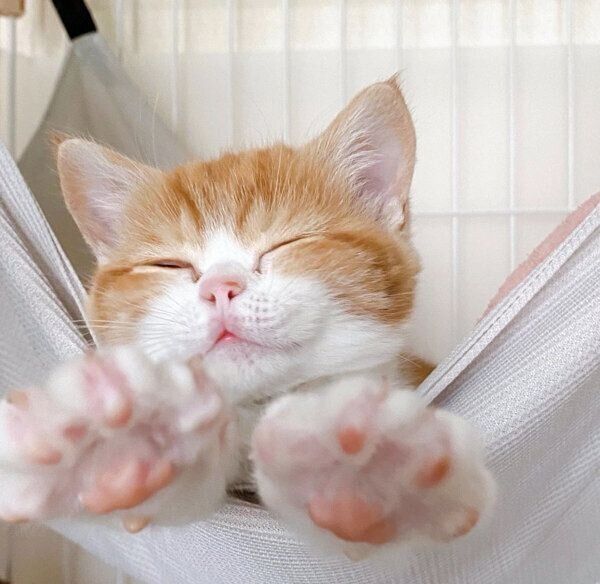 伸びるモチさん