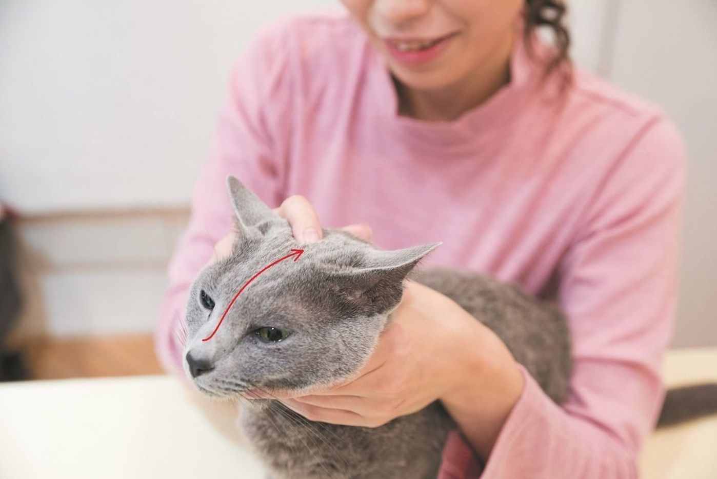 猫の顔を温める クルクル スライドマッサージ ねこのきもちweb Magazine 猫の顔を温める クルクル スライドマッサージ ねこのきもちweb Magazine