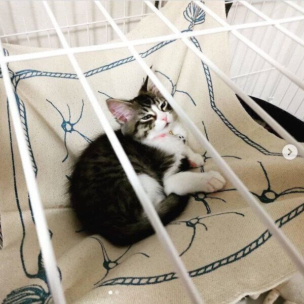 ダイソーの猫商品