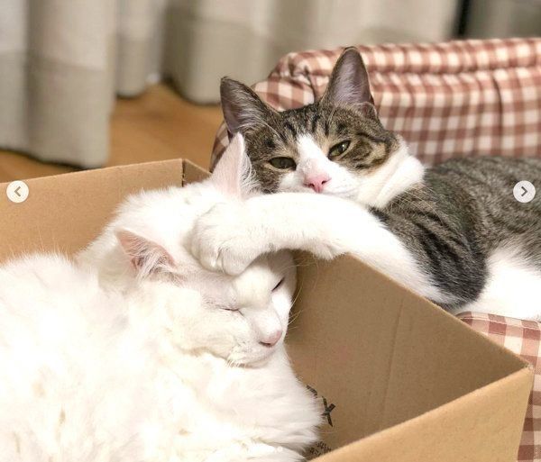 元保護猫・風ちゃんと音ちゃん