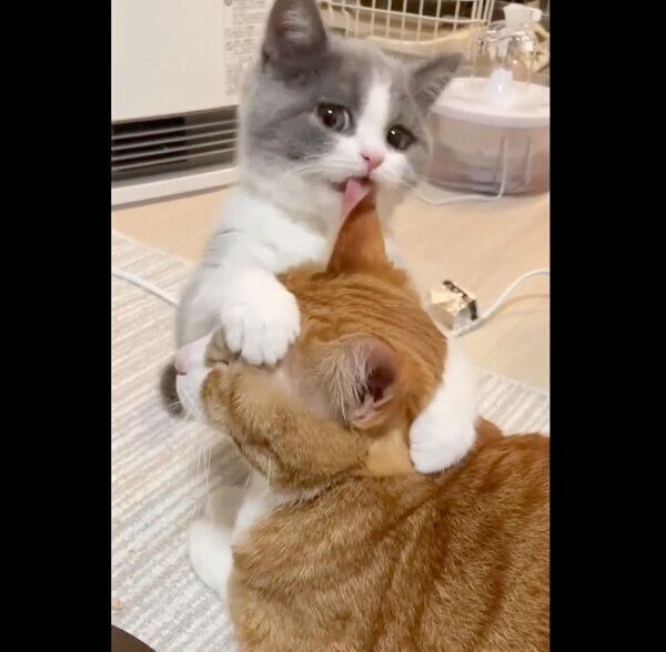 仲良しないなりくんとおそばちゃん