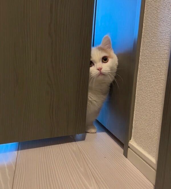 帰宅した飼い主さんを出迎えるささみくん