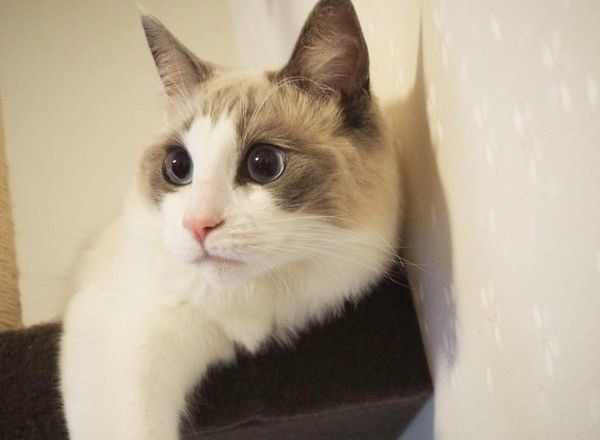 ラグドールのまるちゃん