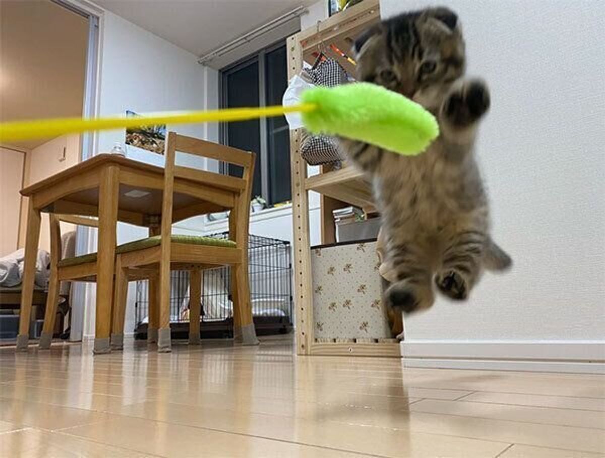 子猫の成長はあっという間 話題の猫 まつたけちゃん の1才までの成長記録が感慨深い ねこのきもちweb Magazine 子猫の成長はあっという間 話題の猫 まつたけちゃん の1才までの成長記録が感慨深い ねこのきもちweb Magazine