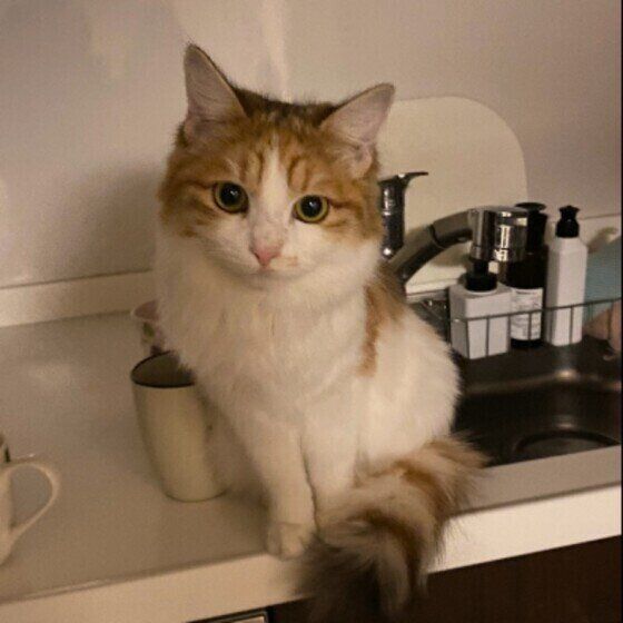 キッチンに座るサイベリアンのちろちゃん