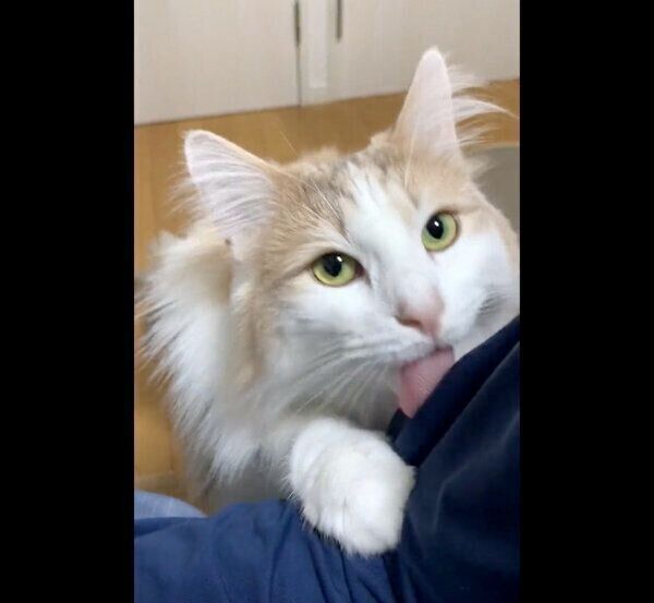 なめるエドくん