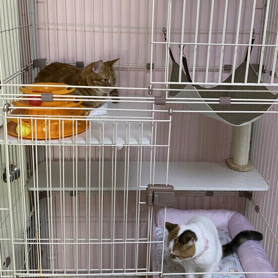 アメリカンショートヘアのぜんいつくんたち