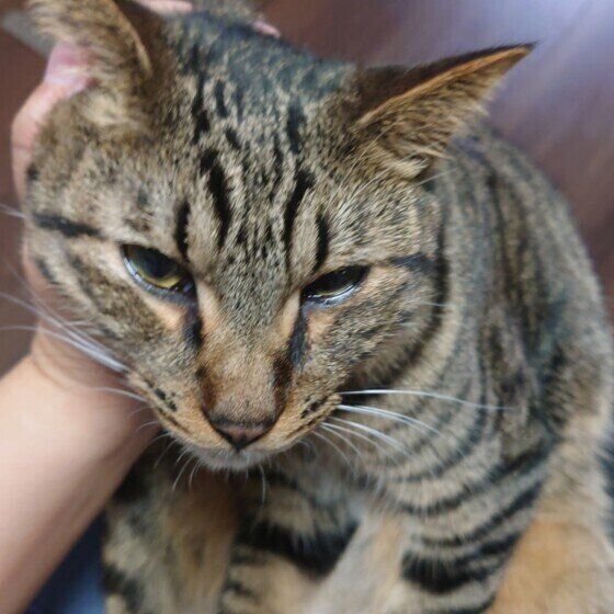 のどをゴロゴロ鳴らすキジトラMIXのそらくん