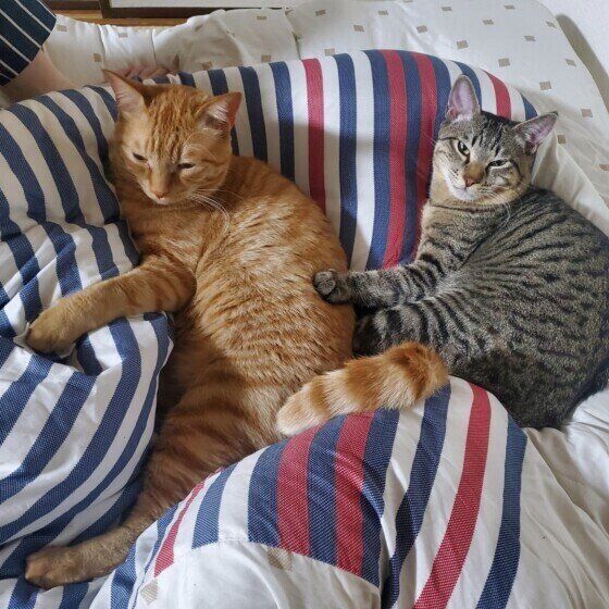 寄り添う猫