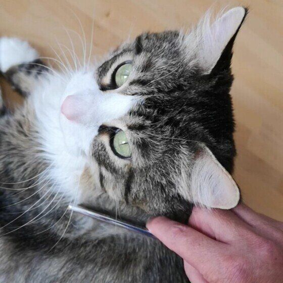 ねこのきもち投稿写真ギャラリー