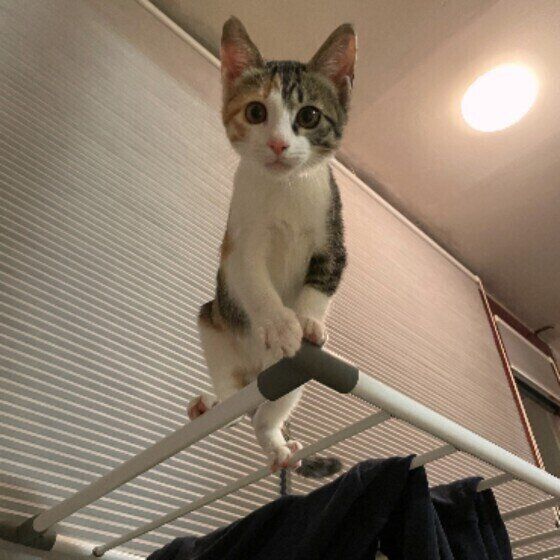 MIXミケのミラちゃん