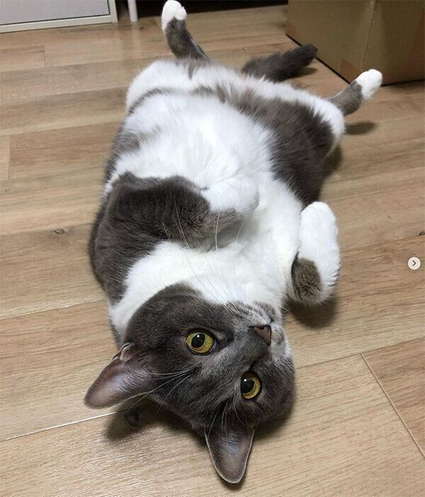 ヘソ天するぎんちゃん