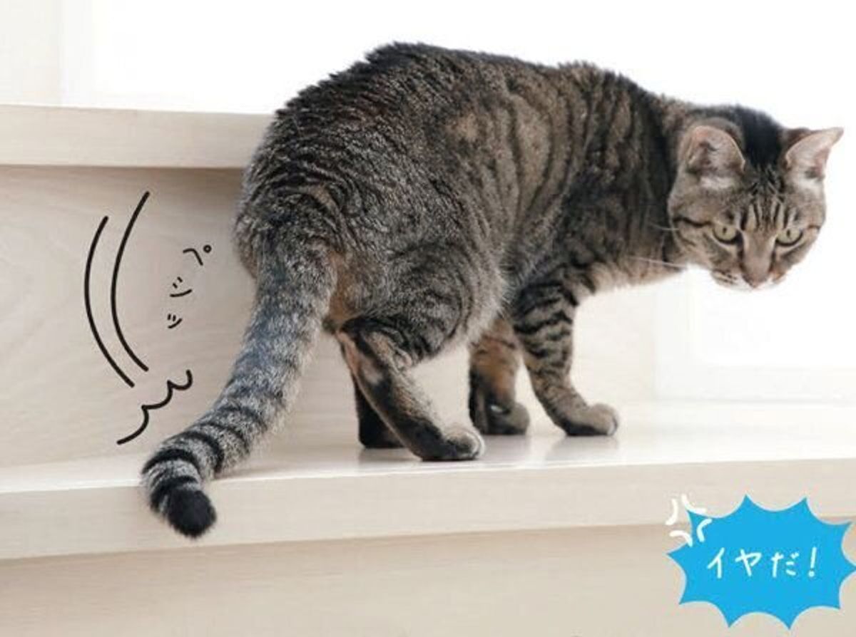 怖い イヤだ の意思表示には特徴がある 猫が伝える Noサイン ねこのきもちweb Magazine 怖い イヤだ の意思表示には特徴がある 猫が伝える Noサイン ねこのきもちweb Magazine