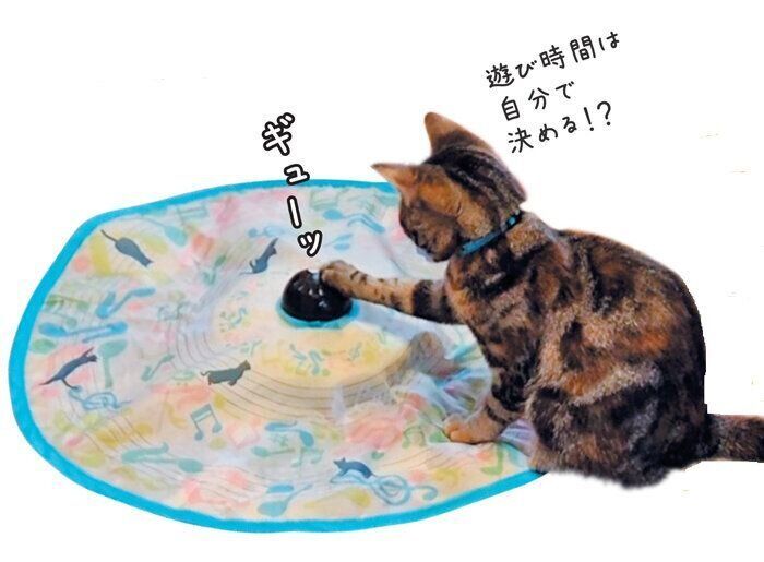 スコティッシュフォールドのルナちゃん