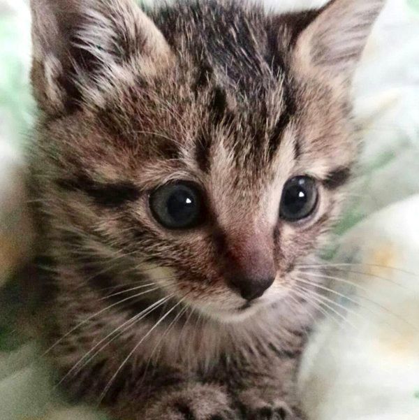 保護されて間もないモモちゃん