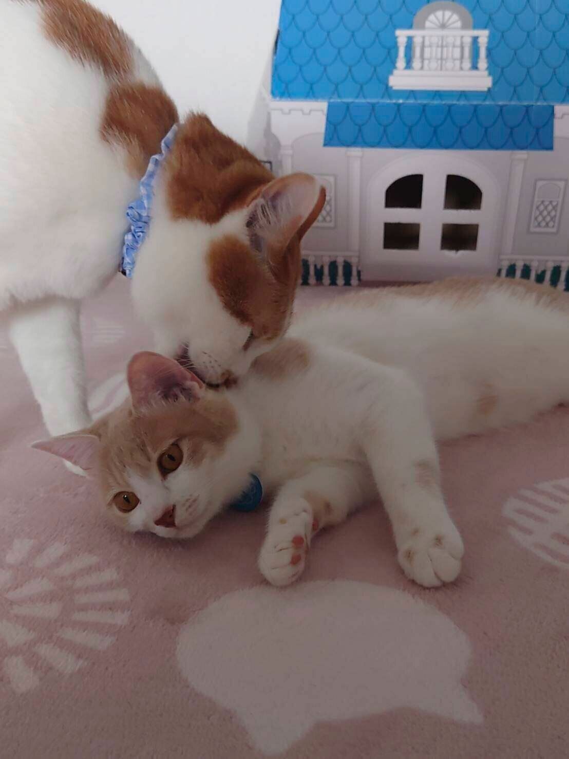 “妹猫”のマロンちゃんをなめるツナマヨくん