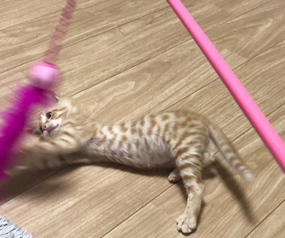 これで猫も飽きずに遊べる じゃらしおもちゃの 3つの鉄則 って ねこのきもちweb Magazine これで猫も飽きずに遊べる じゃらしおもちゃの 3つの鉄則 って ねこのきもちweb Magazine