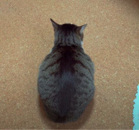 まるっとしたおはぎちゃん