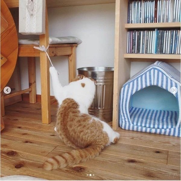 爪が引っかかるスコティッシュフォールド