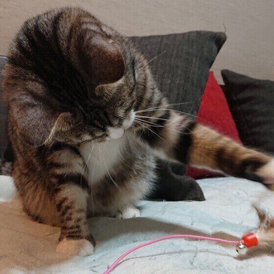 猫じゃらしで遊ぶ猫（MIX、メス）