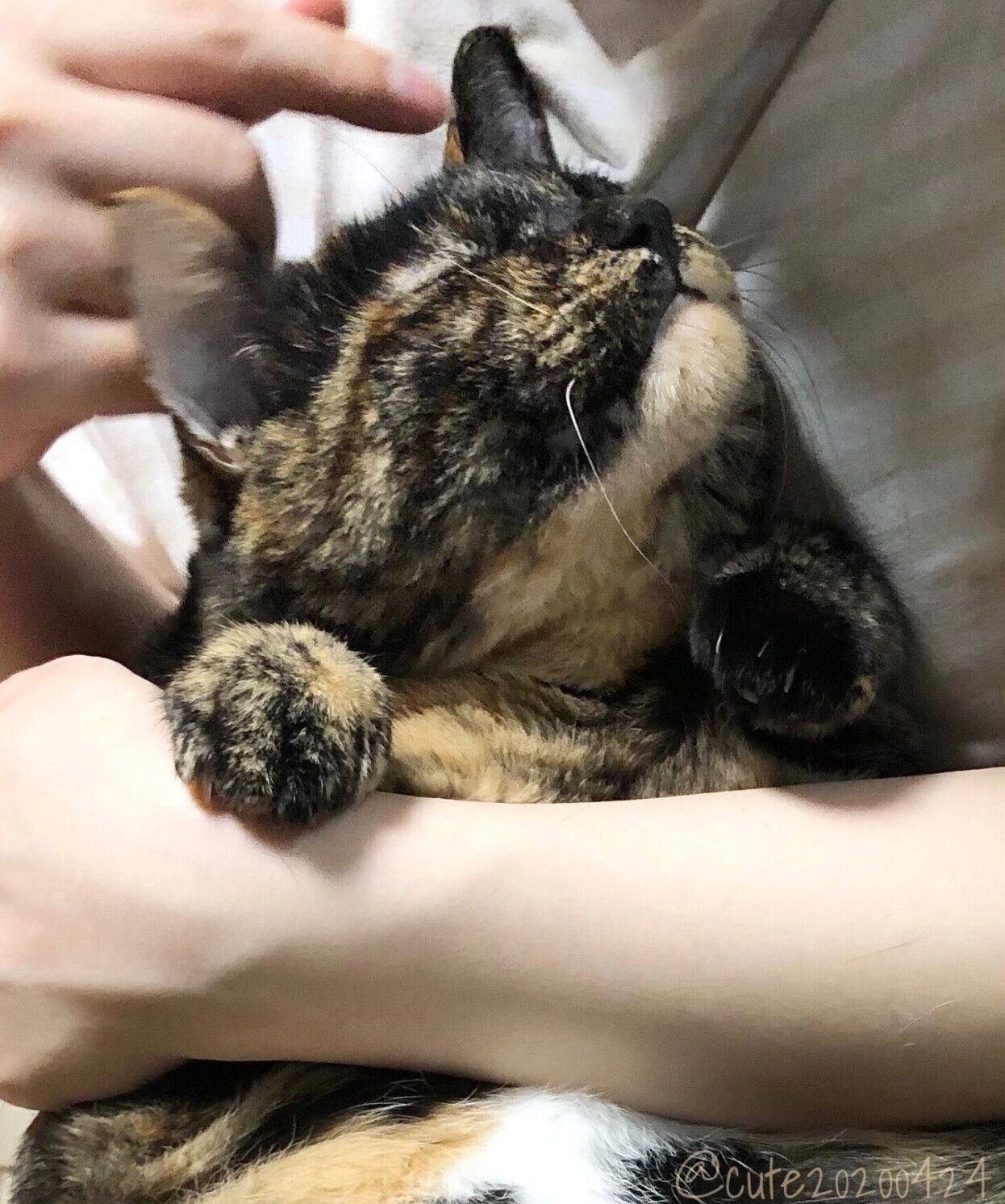 甘えるきゅーちゃん