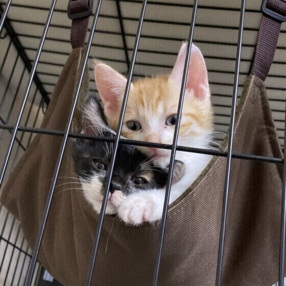 ミケのあんこちゃん