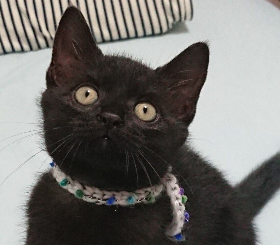 子猫時代のごまちゃん
