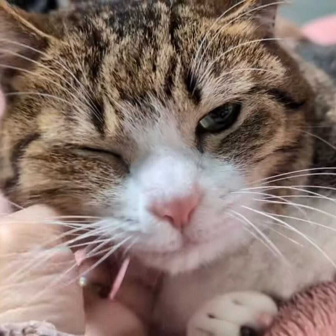 毛布の上でなでられるうなぎくん