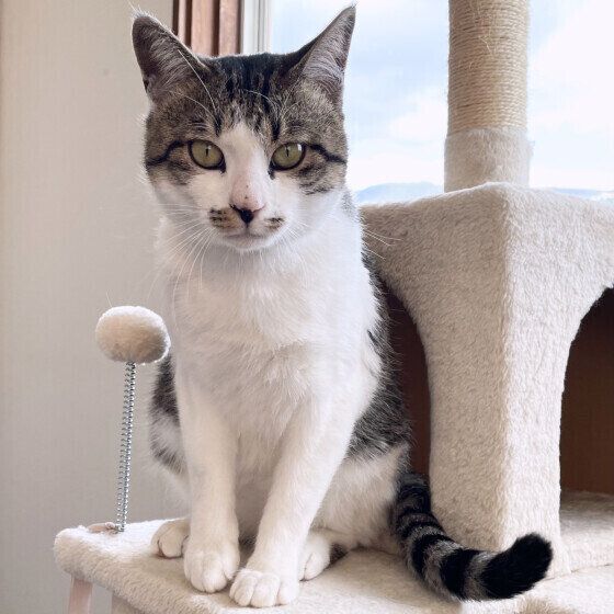 MIX（茶×白）のソラくん