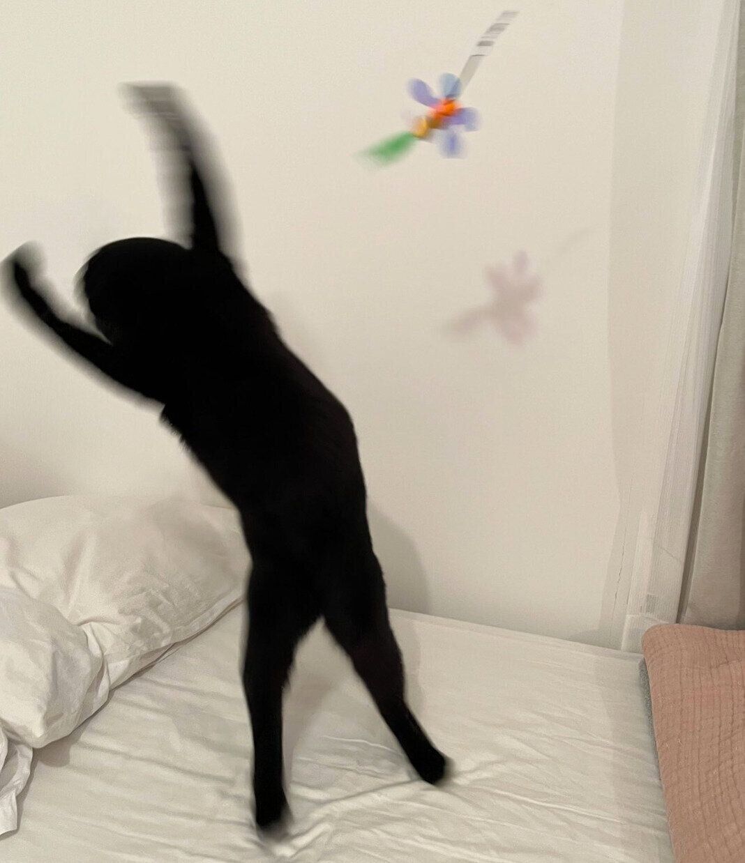 おもちゃで遊ぶクロタくん