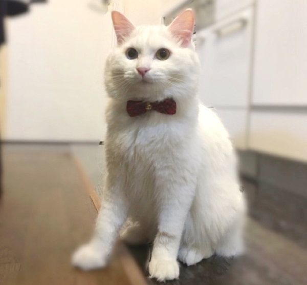 凛々しい表情を見せるたいちゃん