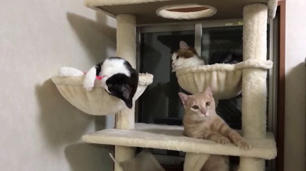 猫じゃらしで遊ぶ猫