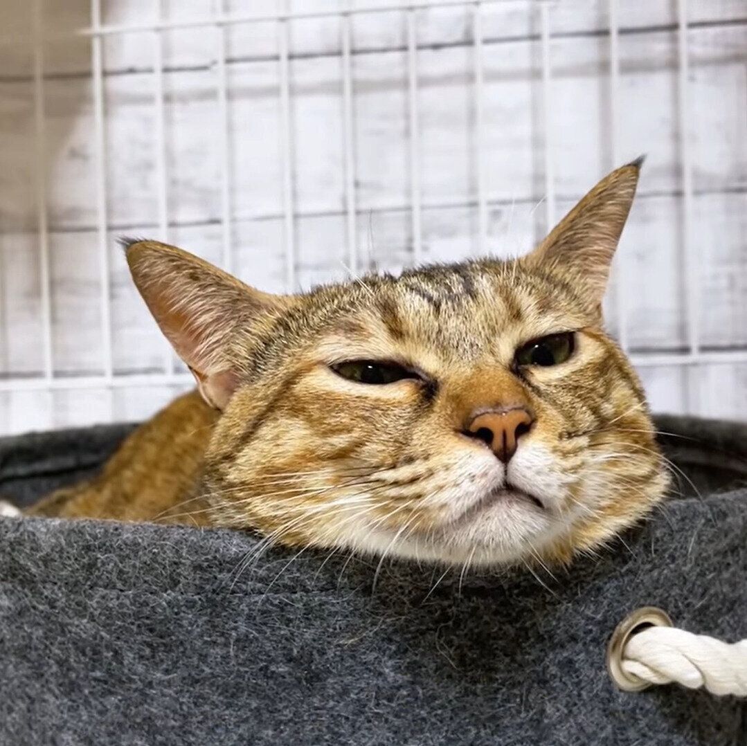 弟妹猫の甘えっぷりを眺めているリタちゃん