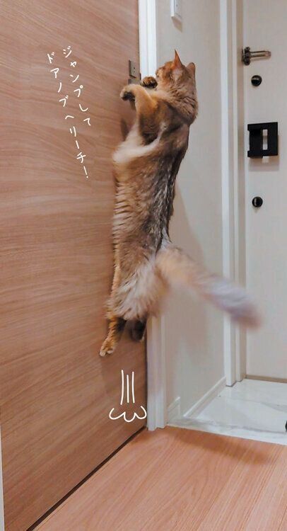 ソマリのエマちゃん