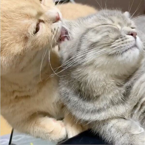 飼い主さんの前でイチャイチャするむぎくんとあおちゃん