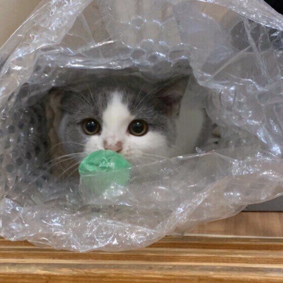 ブリティッシュショートヘア