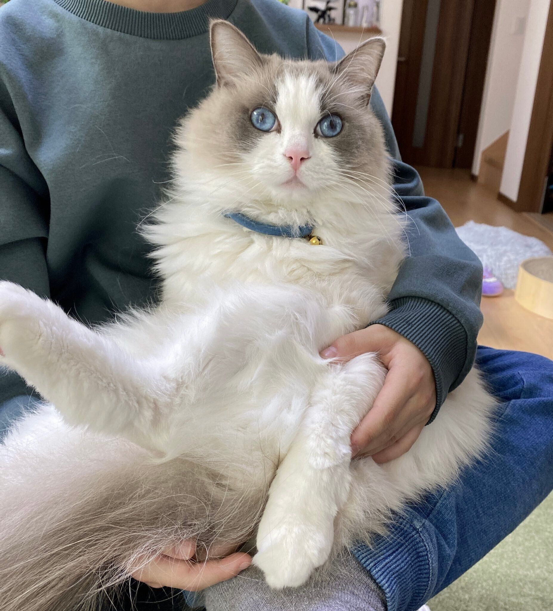 抱っこされるルカくん