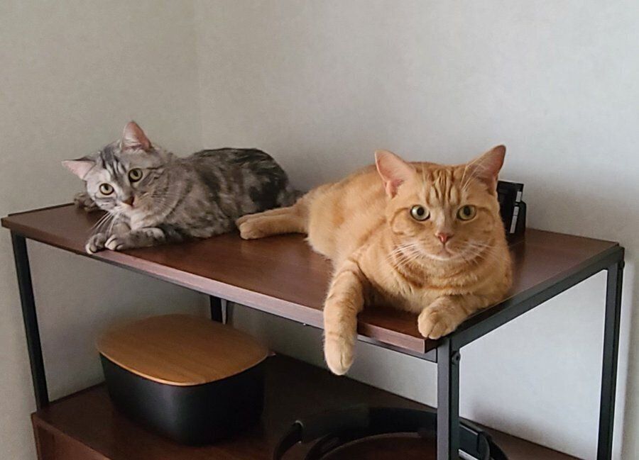 棚の上のりくくんとむくちゃん