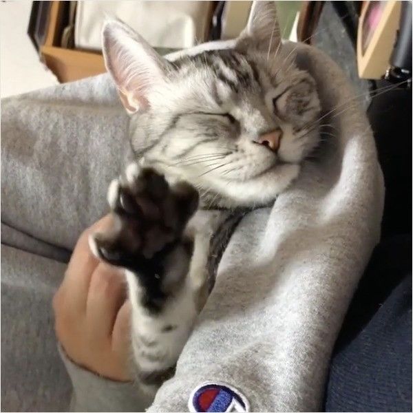 アメリカンショートヘアー