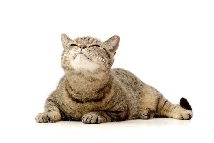 上を向き目を細める猫