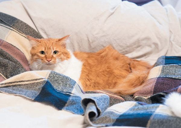 布団に入る猫／「ねこのきもち」2018年11月号