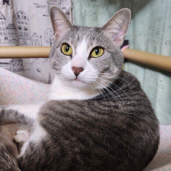 MIXサバトラのみかんちゃん