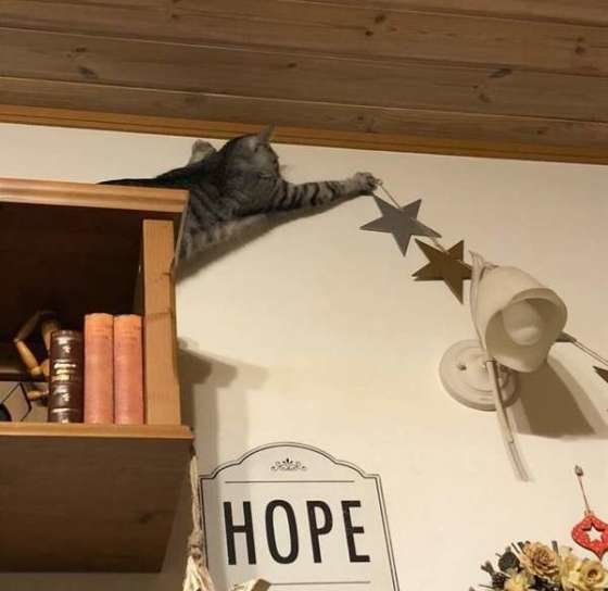 壁の飾りをちょいちょいする猫