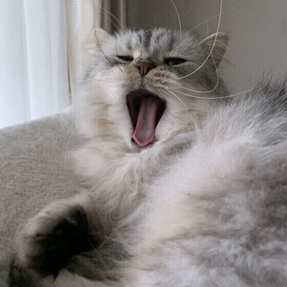 あくびするそらくん（ミヌエット）