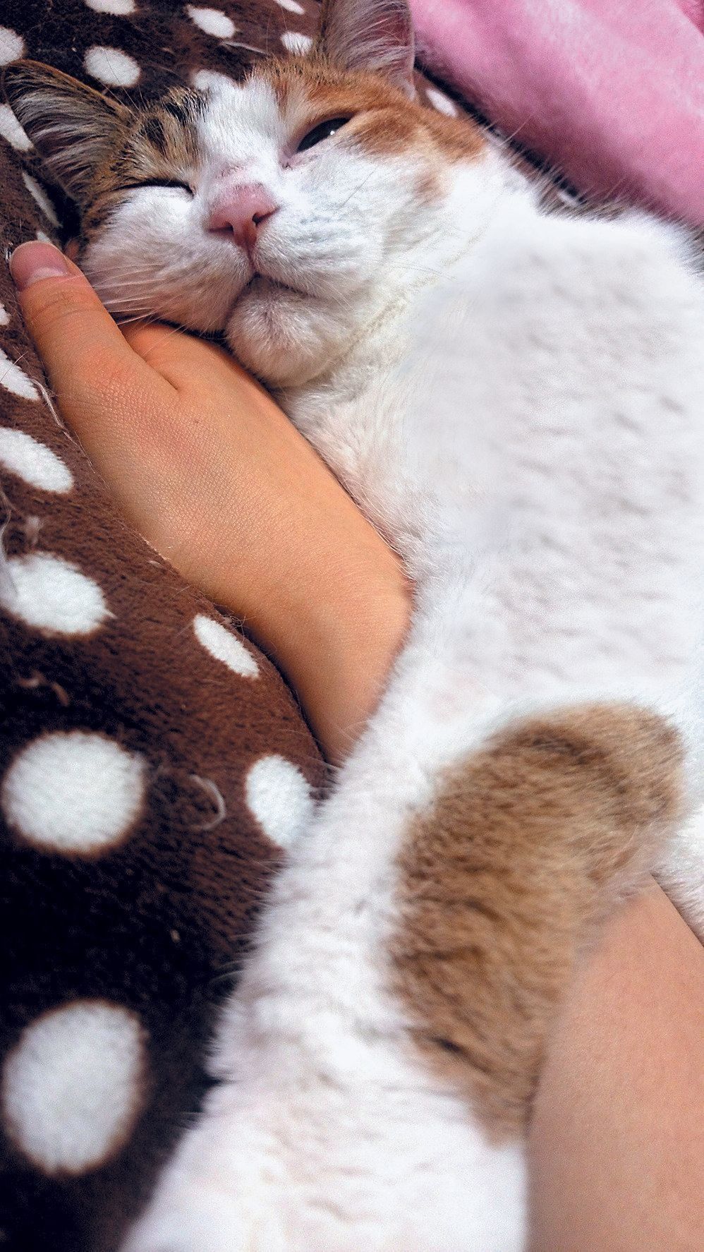 画像／2020年2月号『いつかは訪れるサヨナラのために。大好きなあのコと過ごした最期の日々』