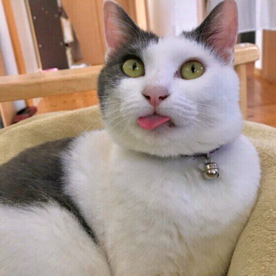 舌をしまい忘れるたまちゃん