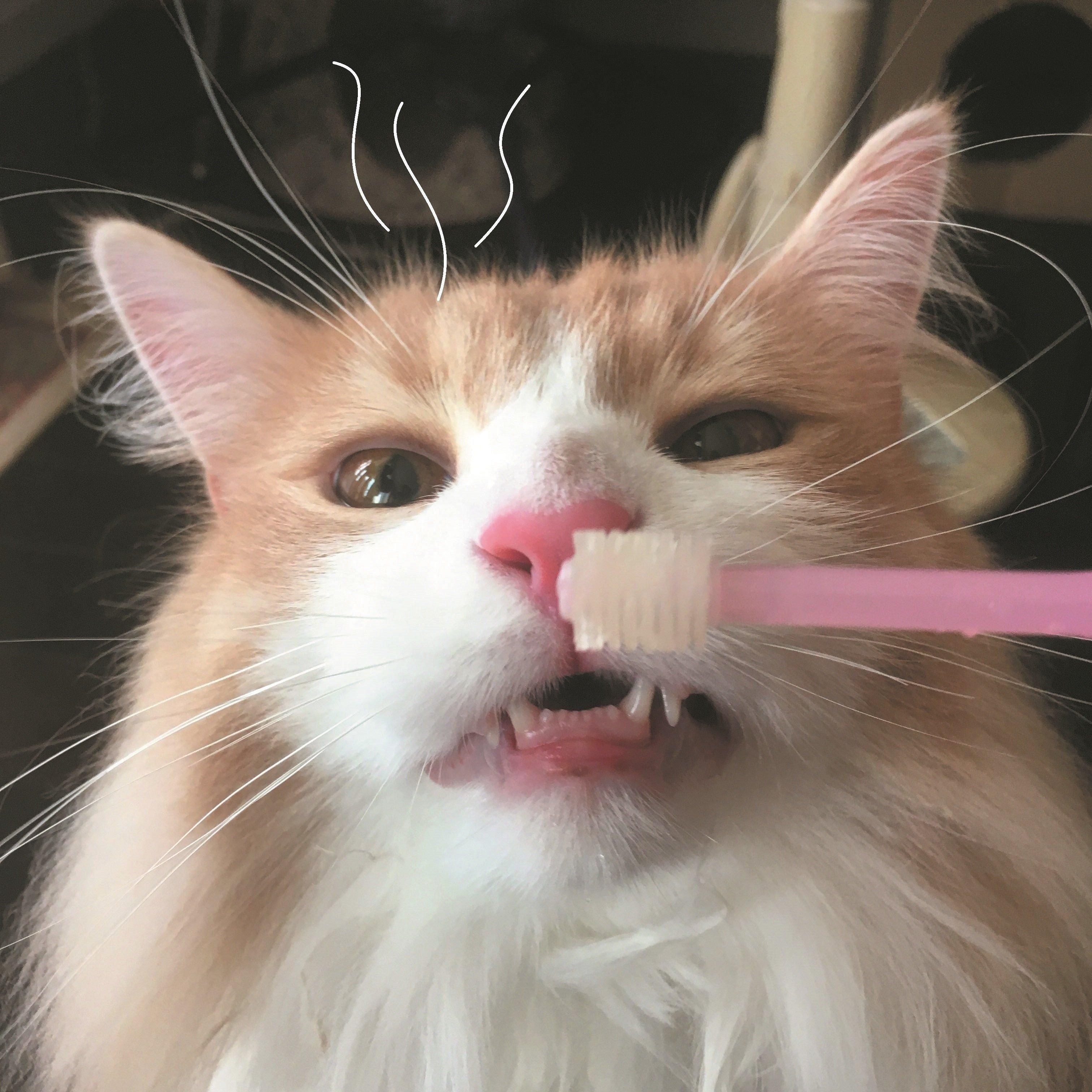 画像／2019年11月号『フレーメンファンクラブ通信』